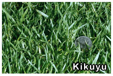 kikuyu-grass