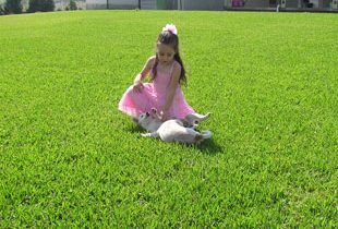 girl-wearing-dress-playing-with-her-dog-on-the-grass
