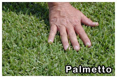 hand-touching-palmetto-grass