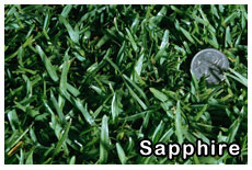 sapphire-turf-grass
