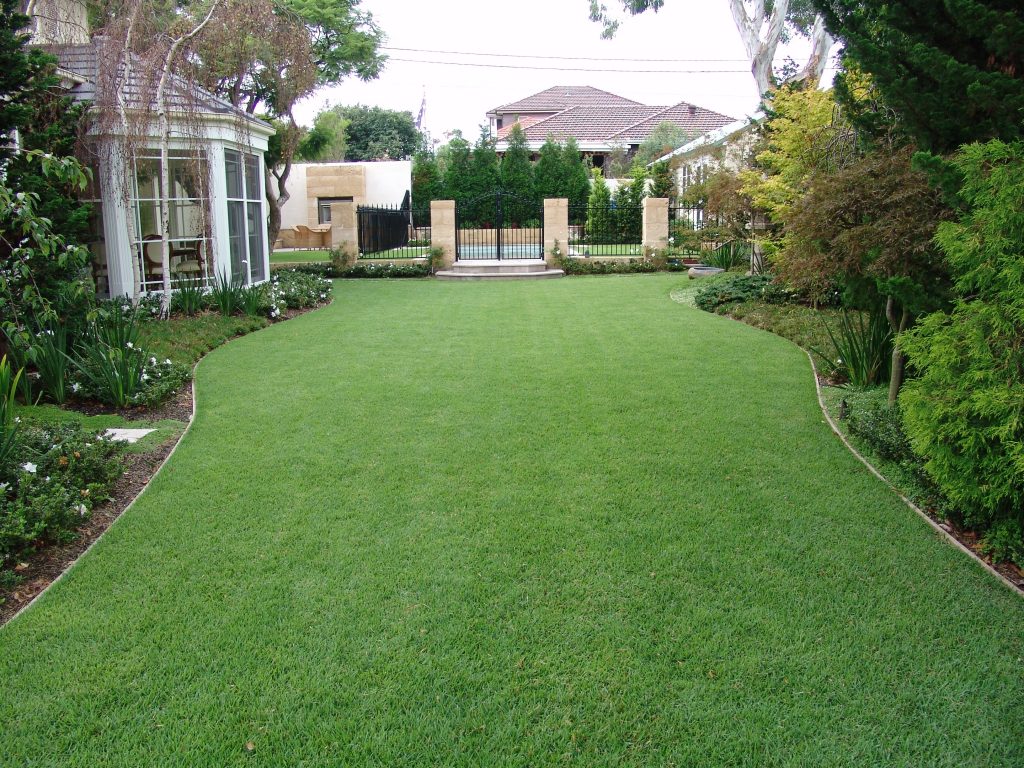 Empire-Zoysia-turf